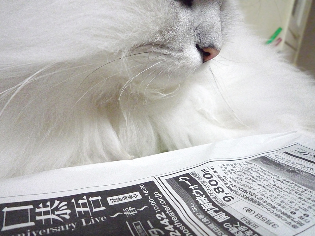 猫と新聞