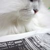 猫と新聞