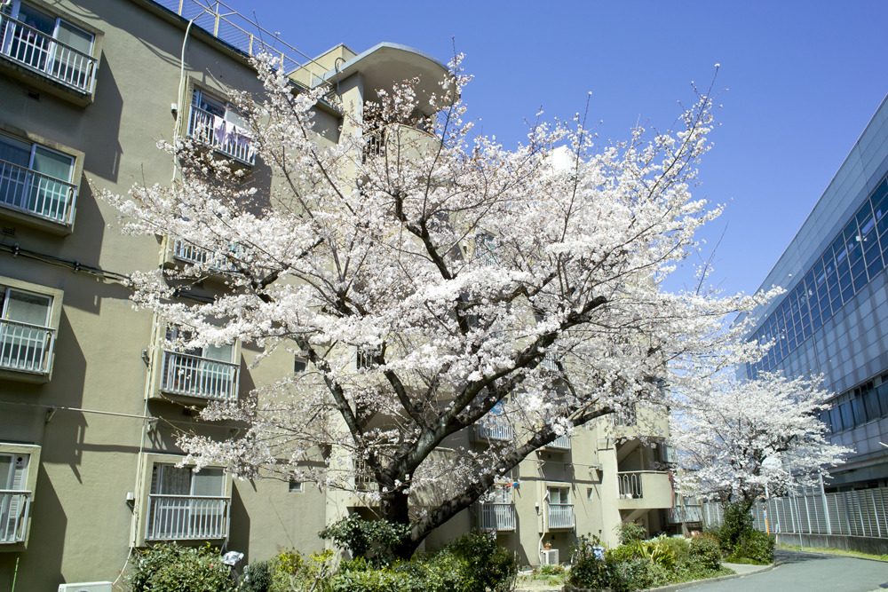 アパート前の桜