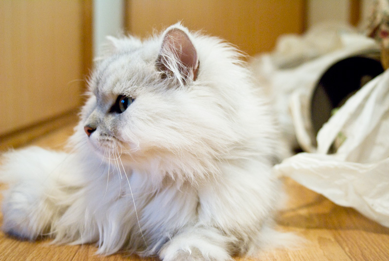 猫
