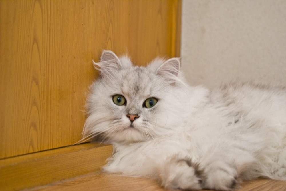 猫