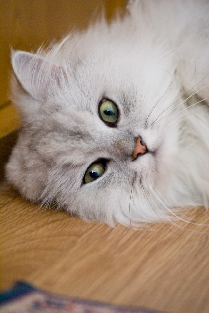 猫
