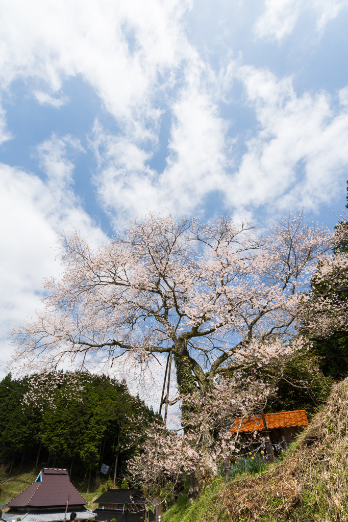 岩井畝の大桜