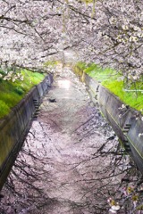 或る桜の川