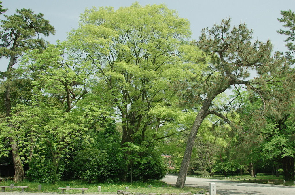 京都御苑