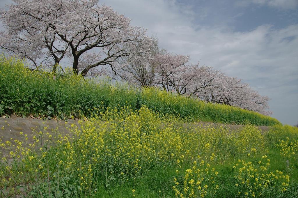 桜川