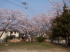 三角公園の桜