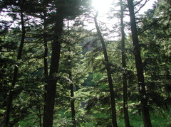 治山の森
