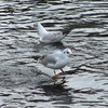 賀茂川の水鳥