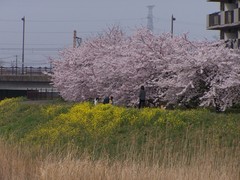 多賀城の桜