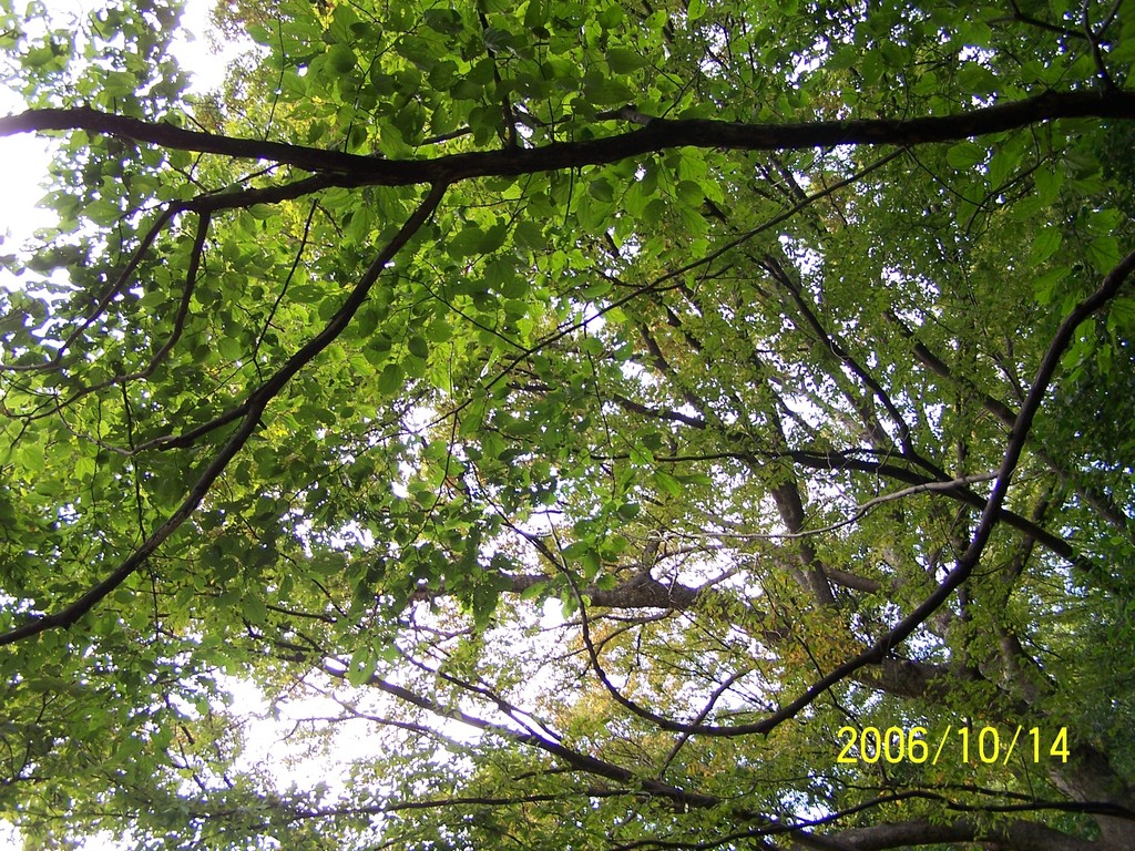 小石川植物園