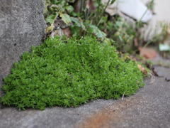山