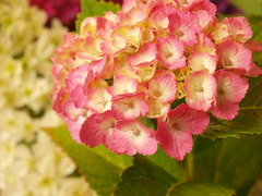 紫陽花