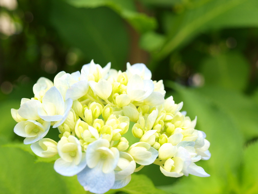 紫陽花 ３