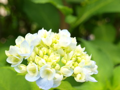 紫陽花 ３