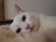 眠い