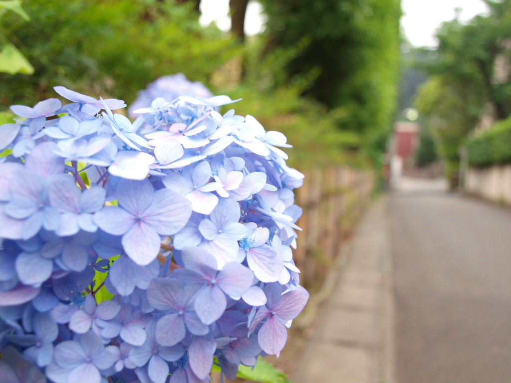 紫陽花 ２