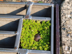 小さな森