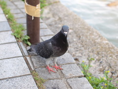 鳩