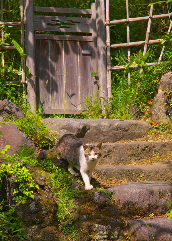 裏木戸の猫