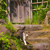裏木戸の猫
