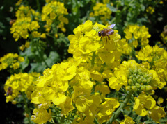 春のうた。黄色の蜜取り