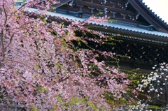 瀧不動尊の枝垂れ桜