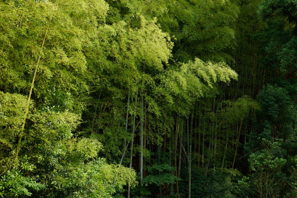 鬱蒼たる竹林