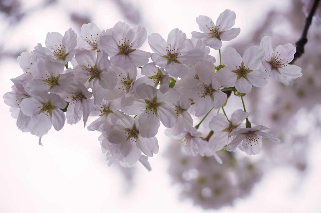 桜・花曇り