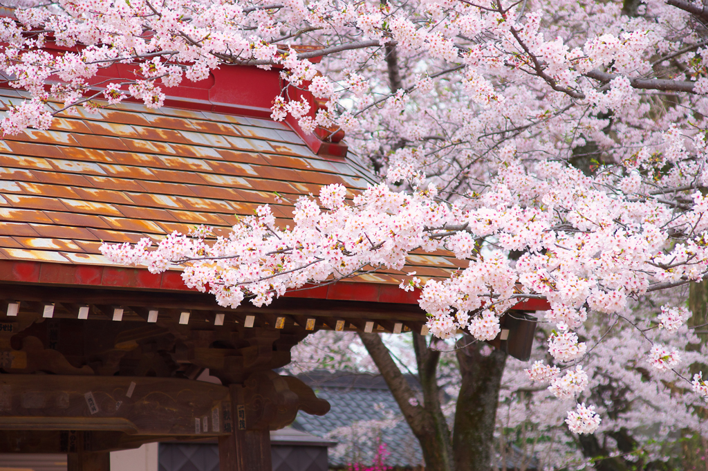 境内の桜　