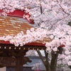 境内の桜　