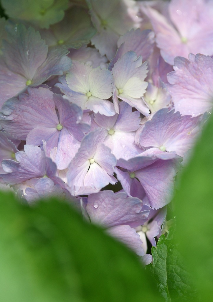 六月の花束