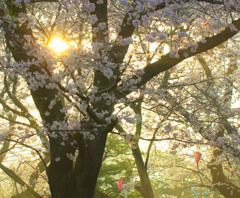 朝日の中で