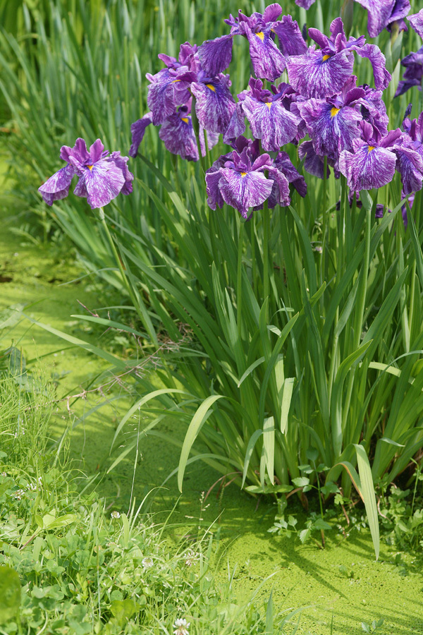 花菖蒲は美人花