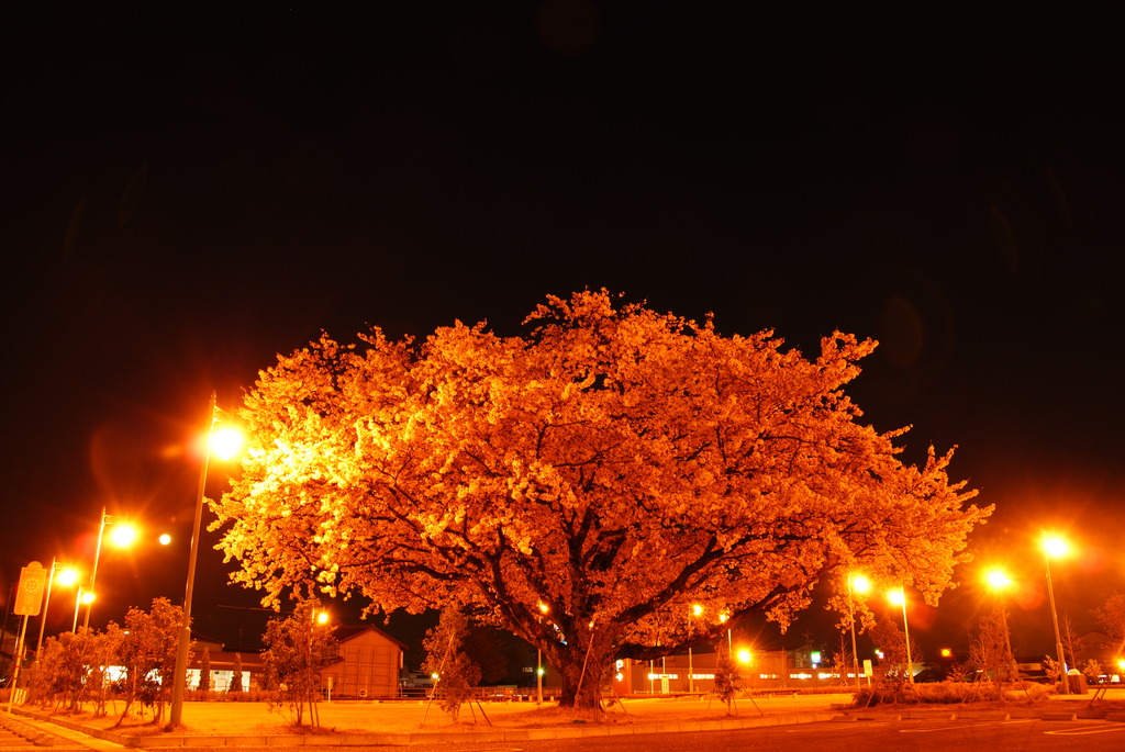 モレラの夜桜