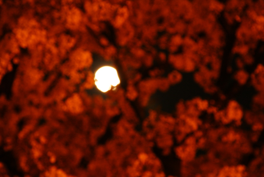 桜と満月