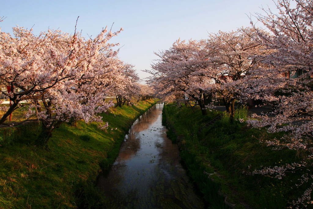 桜堤