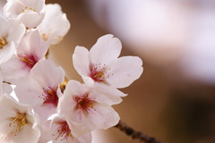 神社の桜１