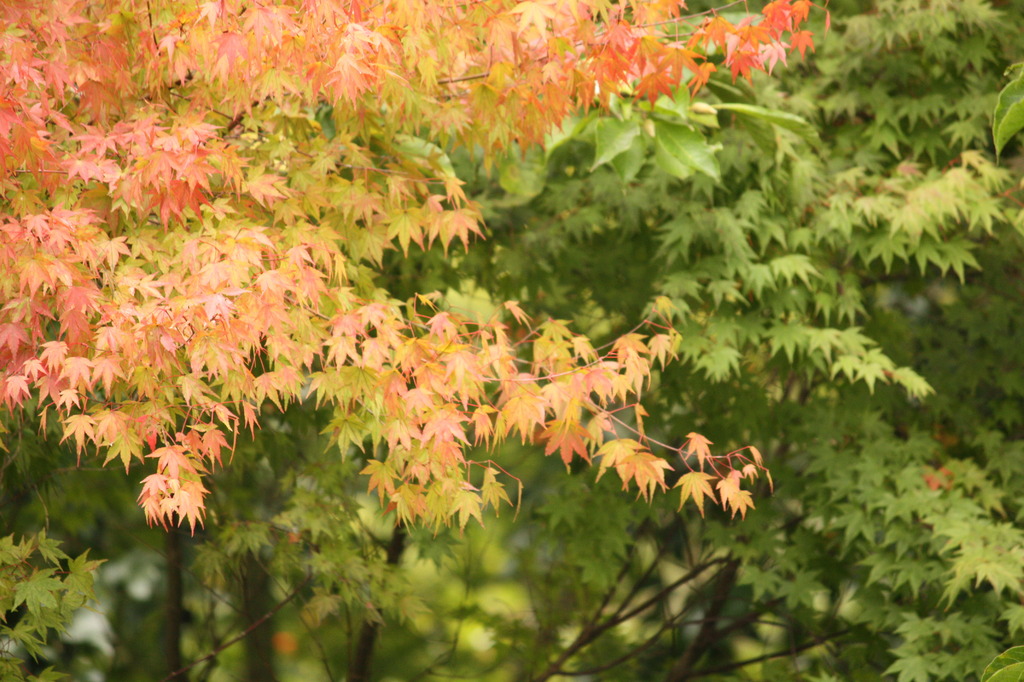 紅葉へ移り変わり2