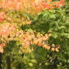 紅葉へ移り変わり2