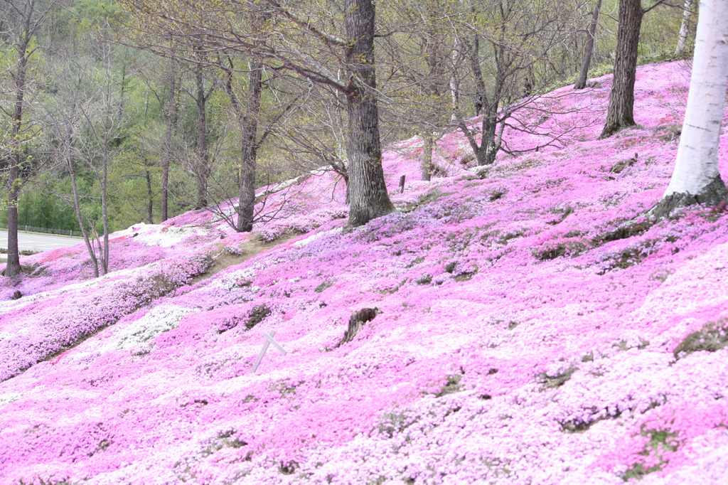 芝桜の絨毯