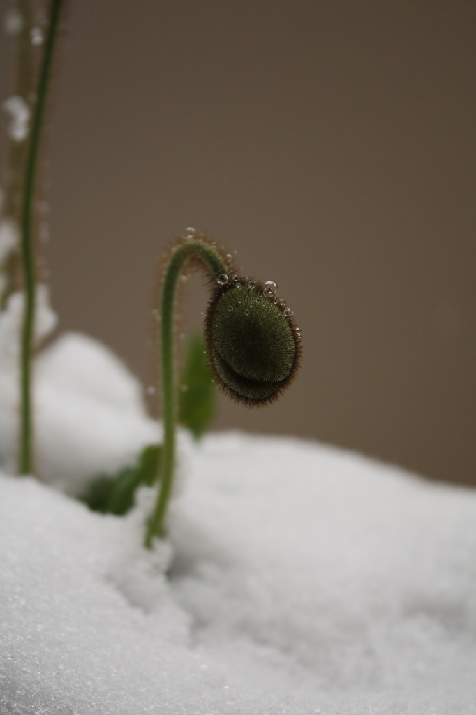 せっかく咲こうと思ってたのに・・・雪