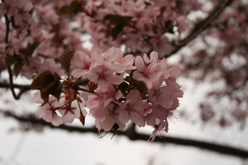 金刀比羅山の桜