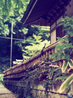深大寺 周辺にて