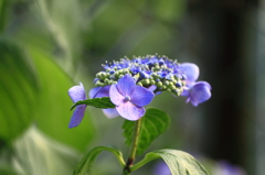 紫陽花