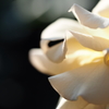 白い薔薇