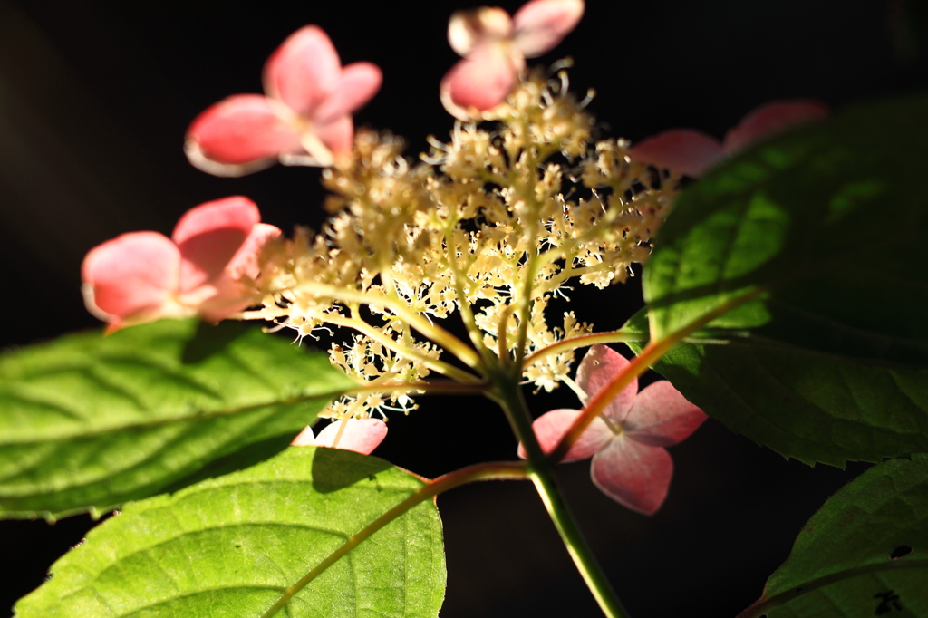 紫陽花