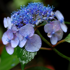 紫陽花