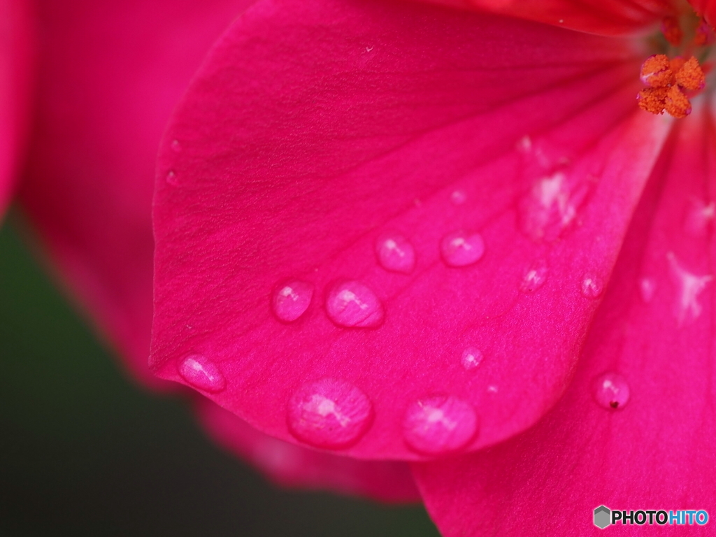 雨粒…