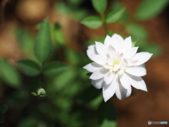 小さな薔薇⁇